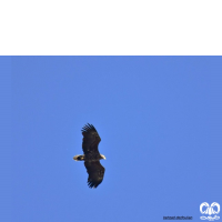 گونه عقاب دریایی دم سفید White tailed Eagle